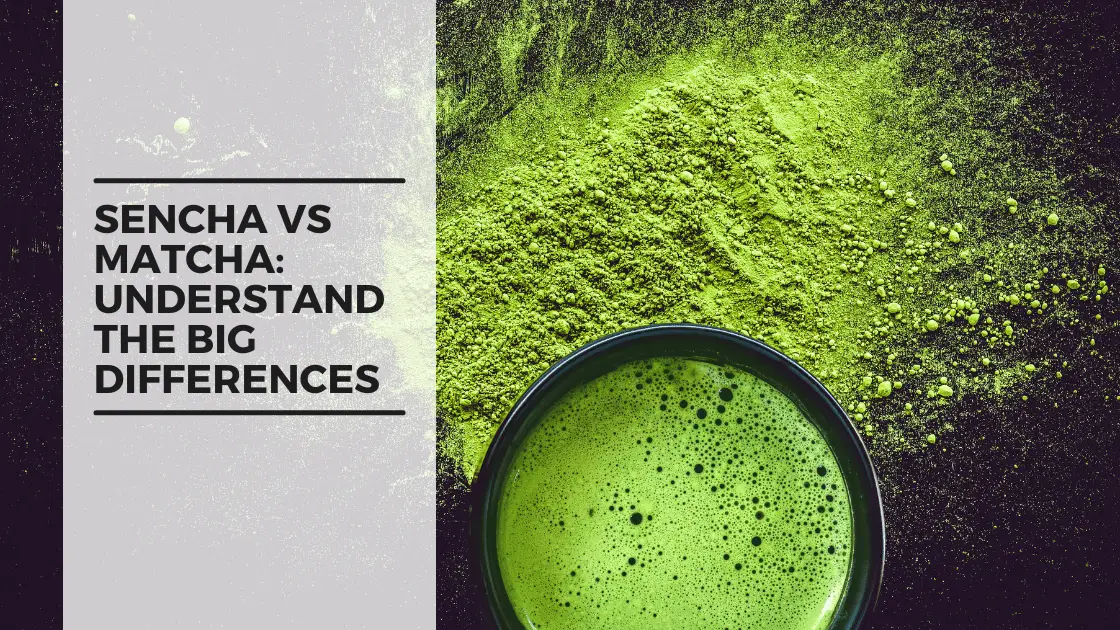 Sencha Vs Matcha: Understand The Big Differences | Luckee Tea